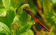 Large Red Damsel (Pyrrhosoma nymphula)